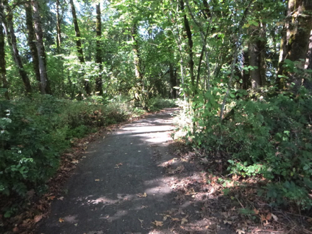 Year-round compacted gravel trail passes through woods to the Wetland Observation Deck